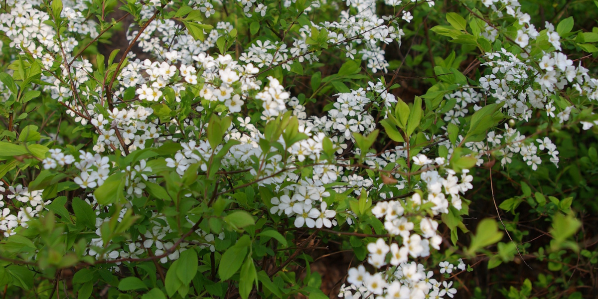 Meadowsweet
